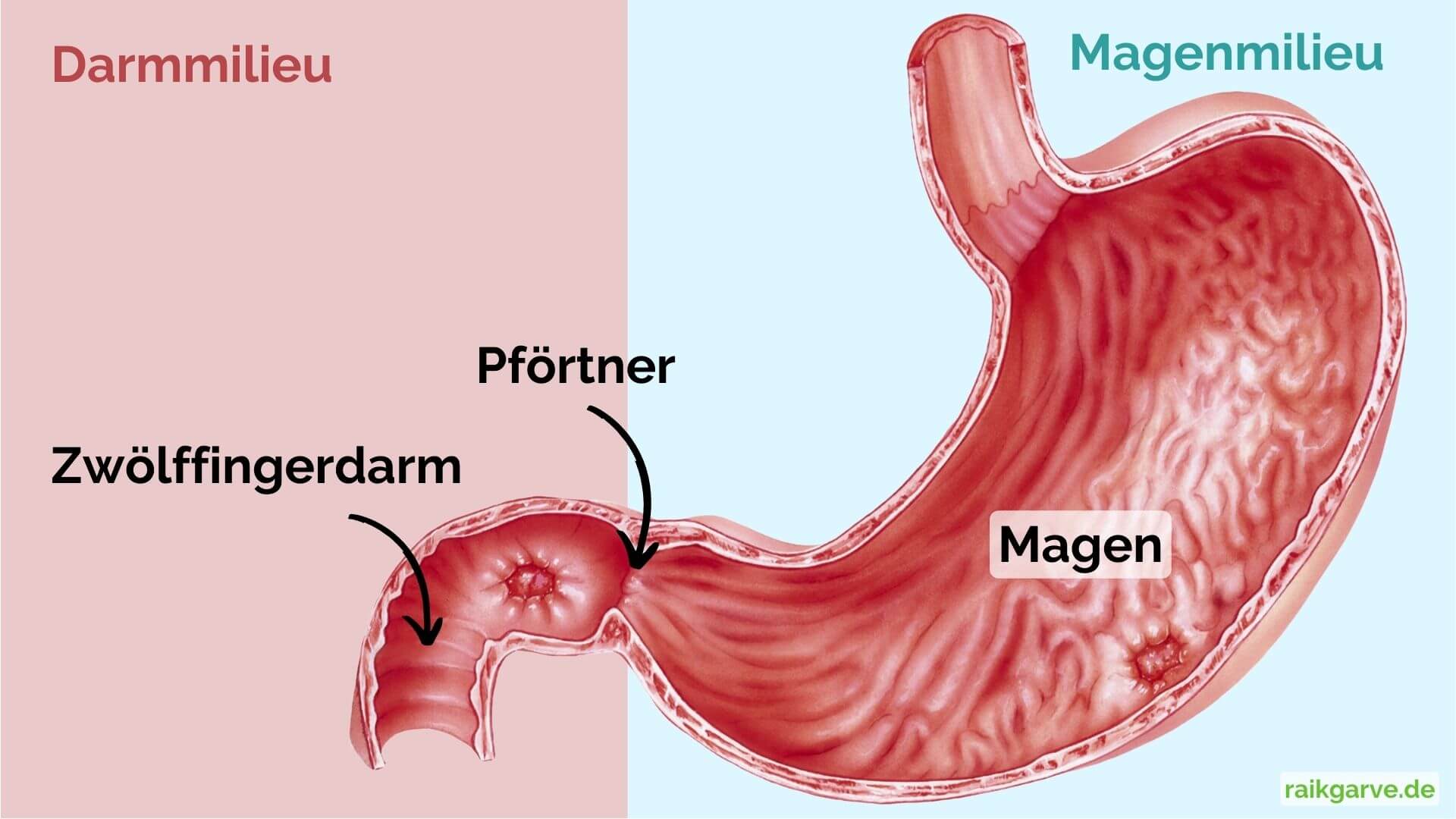 Anatomie des Magens mit Darm- und Magenmilieu