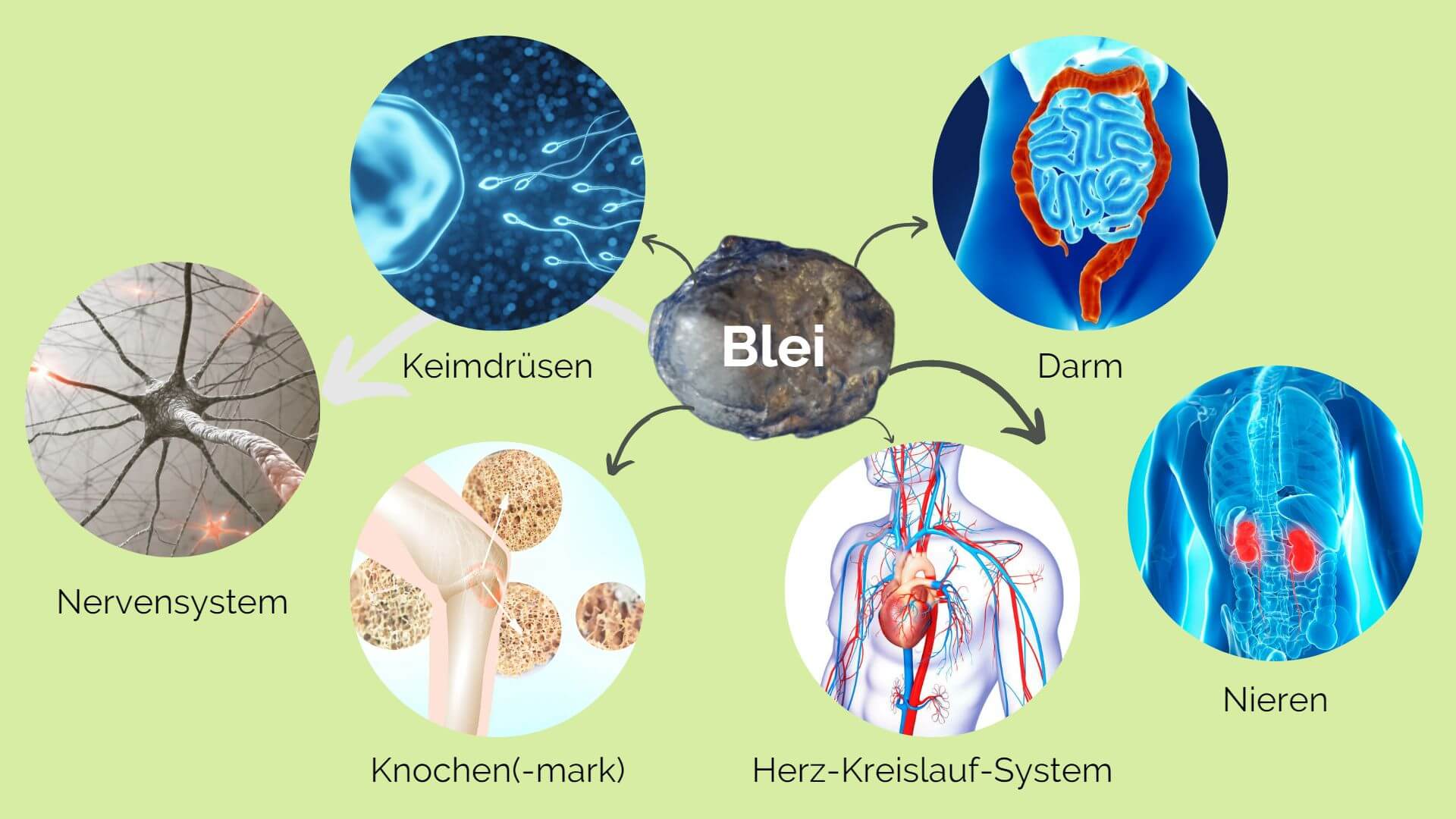 Folgen der Bleivergiftung auf 6 Organssysteme