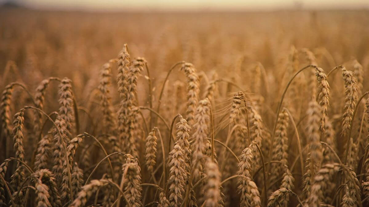 Ist Vollkornbrot gesund Feld mit Getreideähren