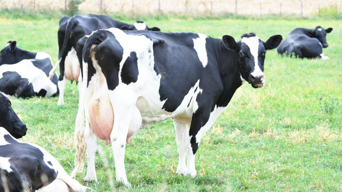 Holsteinrinder auf der Wiese als Ursache für A1-Beta-Casein-reiche Milch