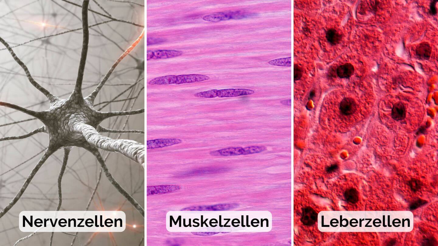 Drei verschiedene Zelltypen - Nervenzellen, Muskelzellen und Leberzellen