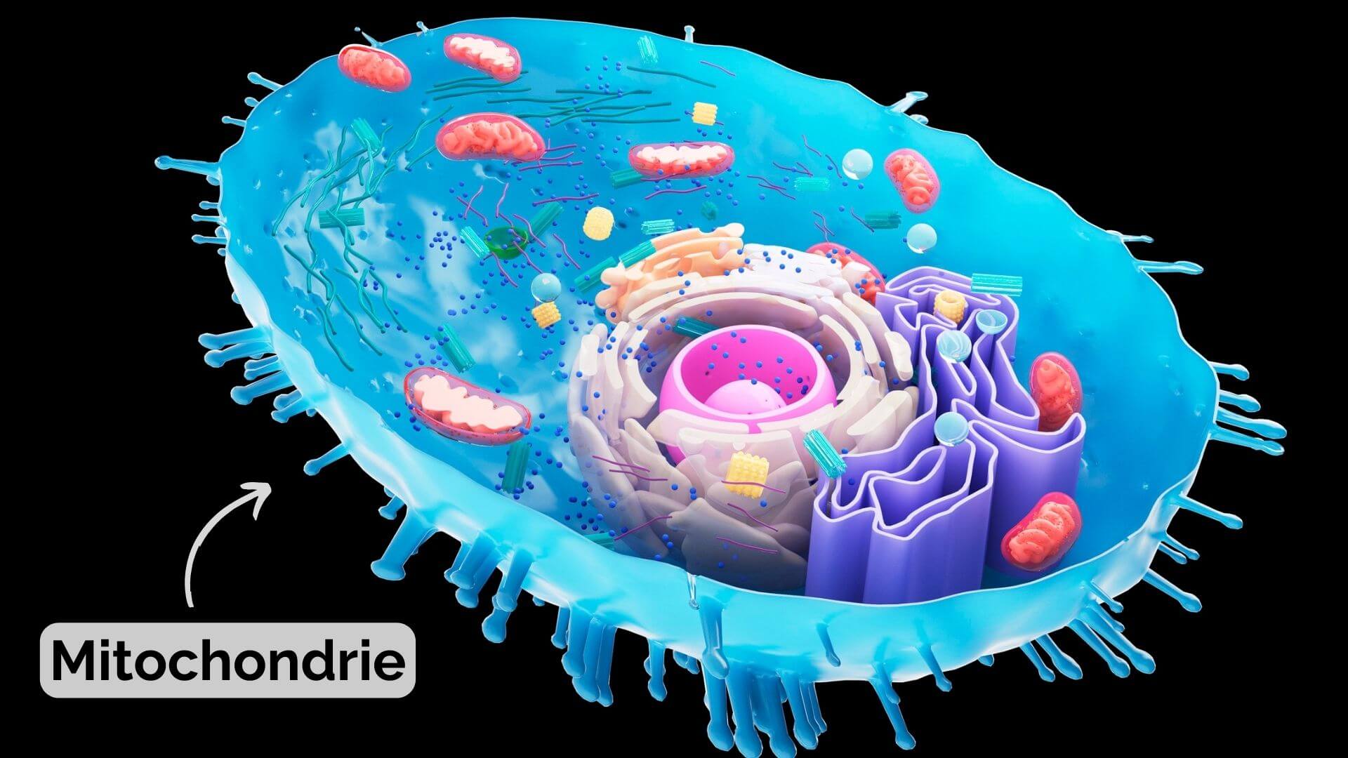 Schaubild einer Mitochondrie